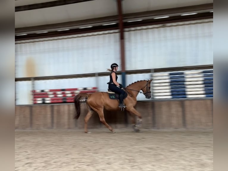 KWPN Merrie 10 Jaar 170 cm Vos in Oud Gastel