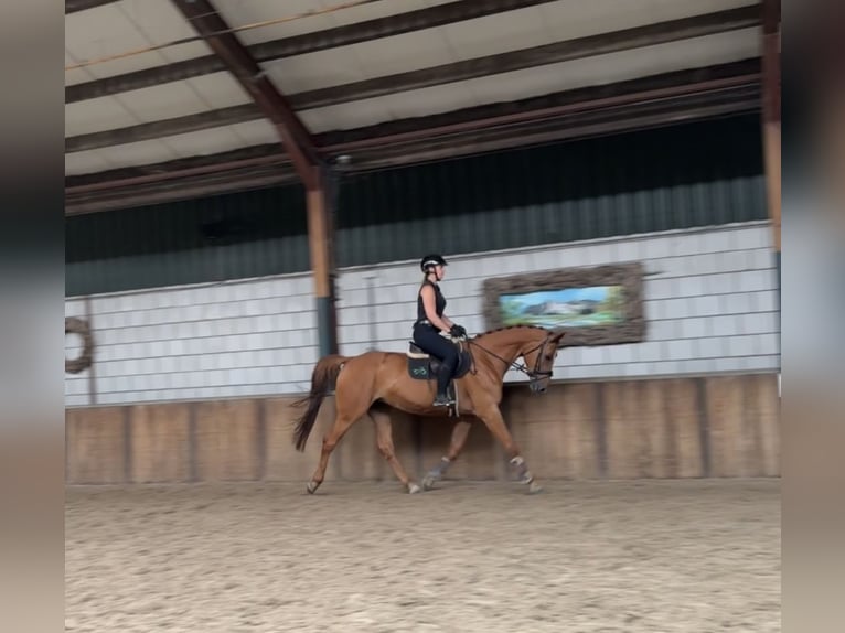 KWPN Merrie 10 Jaar 170 cm Vos in Oud Gastel