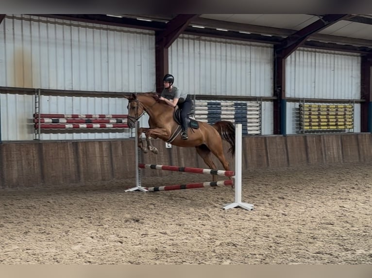 KWPN Merrie 10 Jaar 170 cm Vos in Oud Gastel