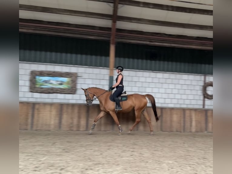 KWPN Merrie 10 Jaar 170 cm Vos in Oud Gastel