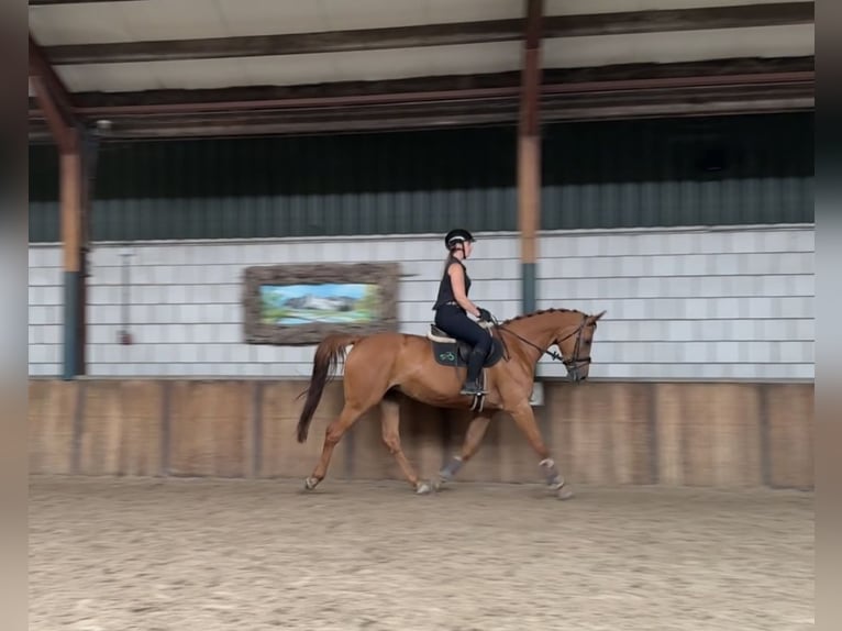 KWPN Merrie 10 Jaar 170 cm Vos in Oud Gastel