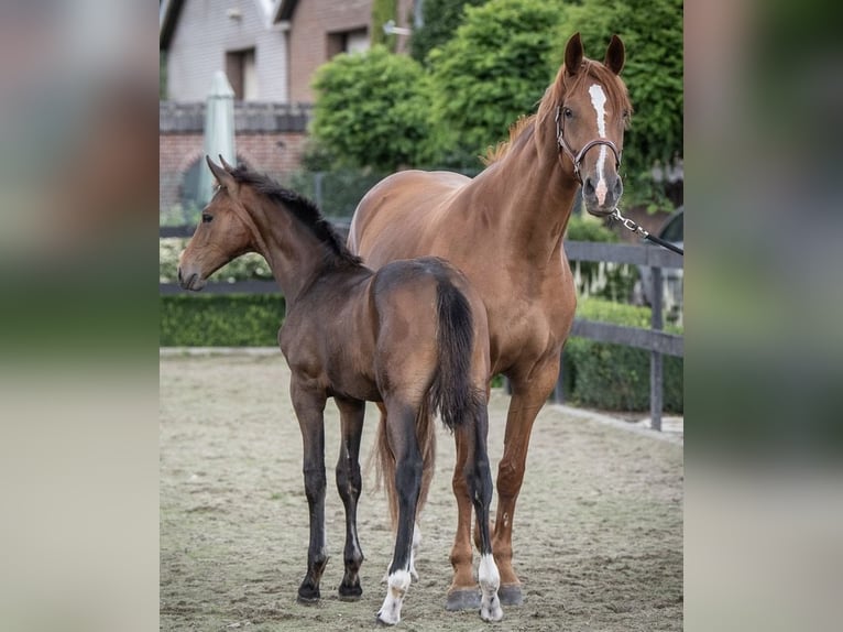 KWPN Merrie 10 Jaar 170 cm Vos in Schijf
