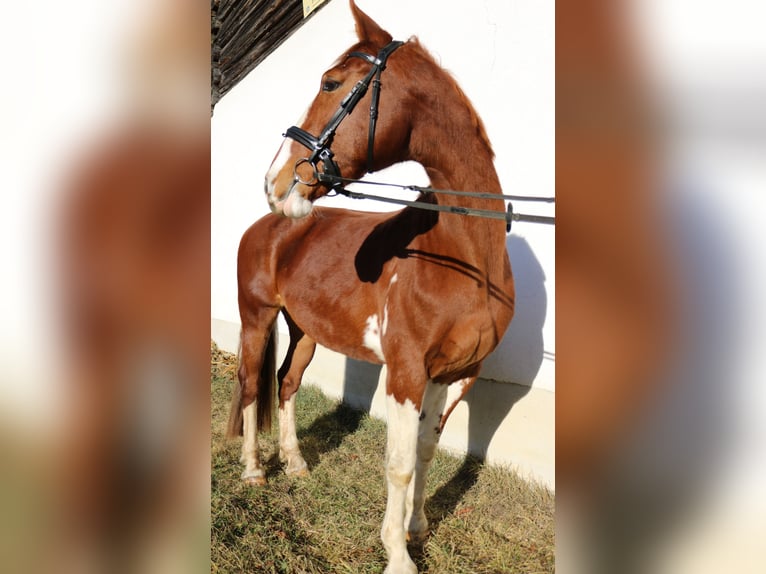 KWPN Merrie 10 Jaar 170 cm Vos in Lassing
