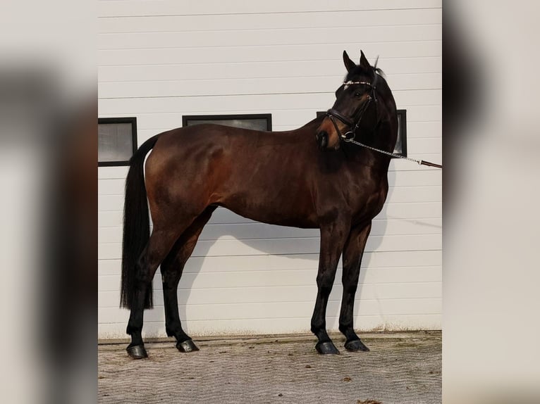 KWPN Merrie 10 Jaar 171 cm Bruin in Someren