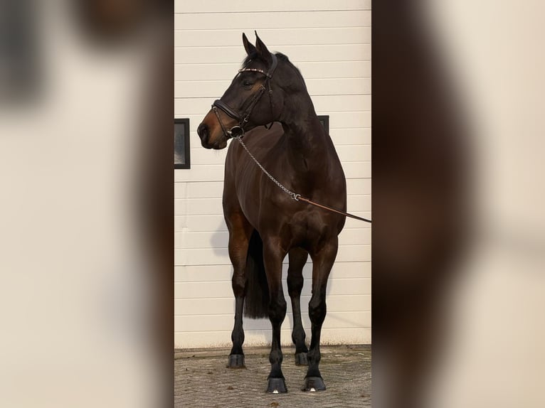 KWPN Merrie 10 Jaar 171 cm Bruin in Someren