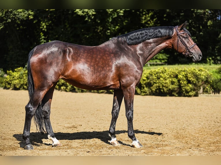 KWPN Merrie 10 Jaar 171 cm Bruin in Riedstadt