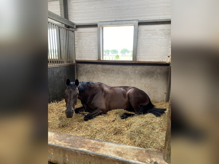 KWPN Merrie 10 Jaar 171 cm Zwartbruin in Sliedrecht