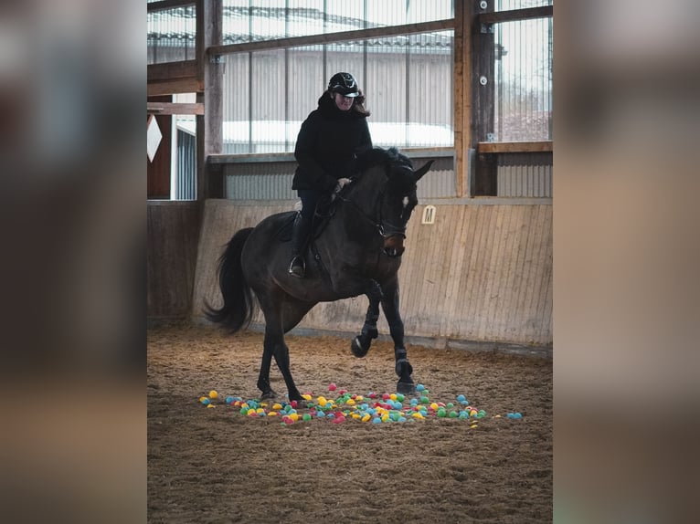 KWPN Merrie 10 Jaar 172 cm Bruin in Nettersheim