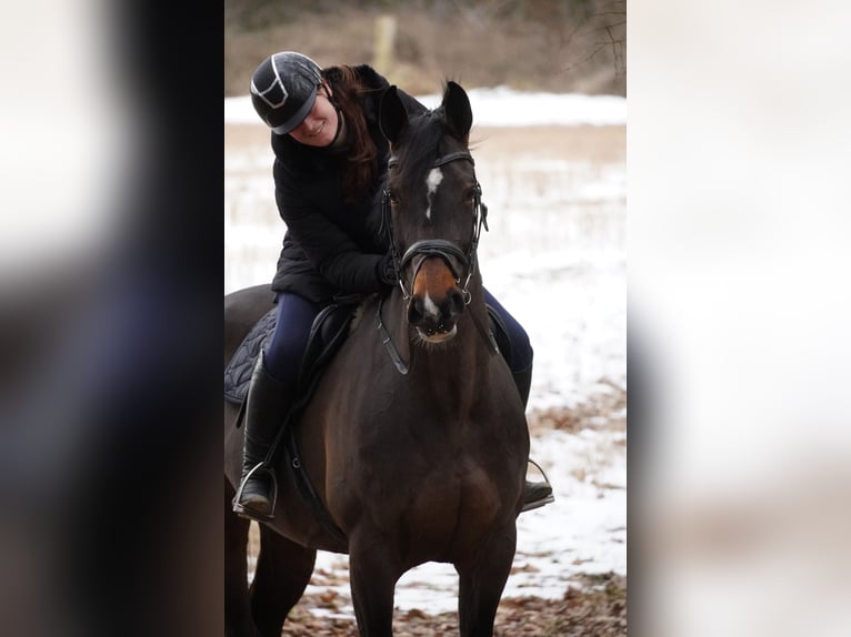 KWPN Merrie 10 Jaar 172 cm Bruin in Nettersheim