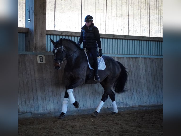 KWPN Merrie 10 Jaar 172 cm Bruin in Nettersheim