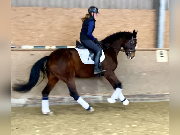 KWPN Merrie 10 Jaar 172 cm Donkerbruin in Hude (Oldenburg)Hude