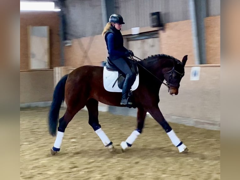 KWPN Merrie 10 Jaar 172 cm Donkerbruin in Hude (Oldenburg)Hude