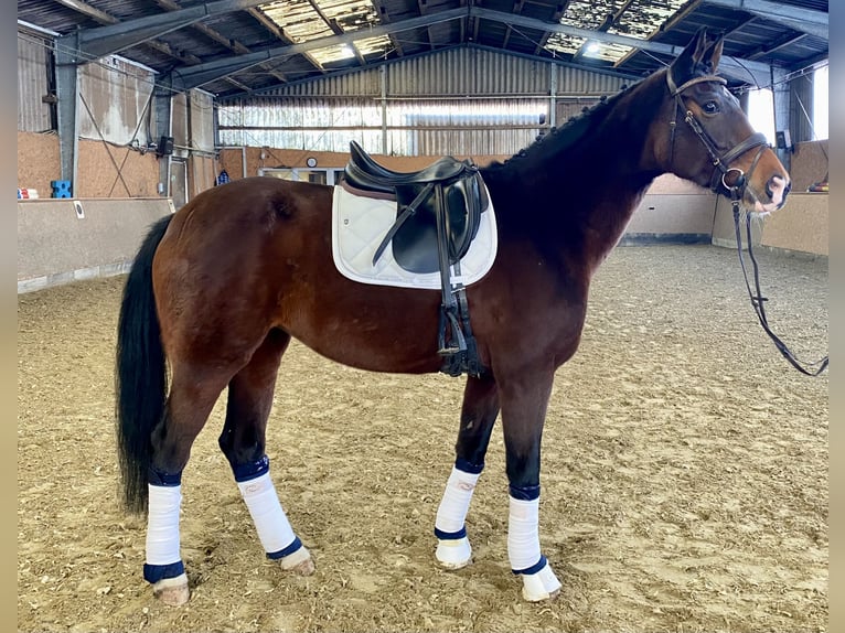 KWPN Merrie 10 Jaar 172 cm Donkerbruin in Hude (Oldenburg)Hude