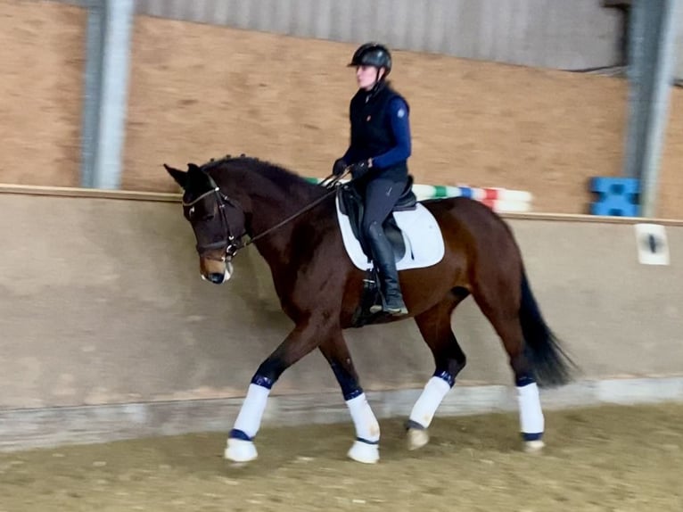 KWPN Merrie 10 Jaar 172 cm Donkerbruin in Hude (Oldenburg)Hude