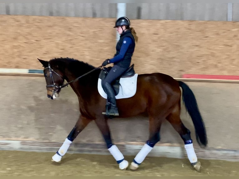 KWPN Merrie 10 Jaar 172 cm Donkerbruin in Hude (Oldenburg)Hude