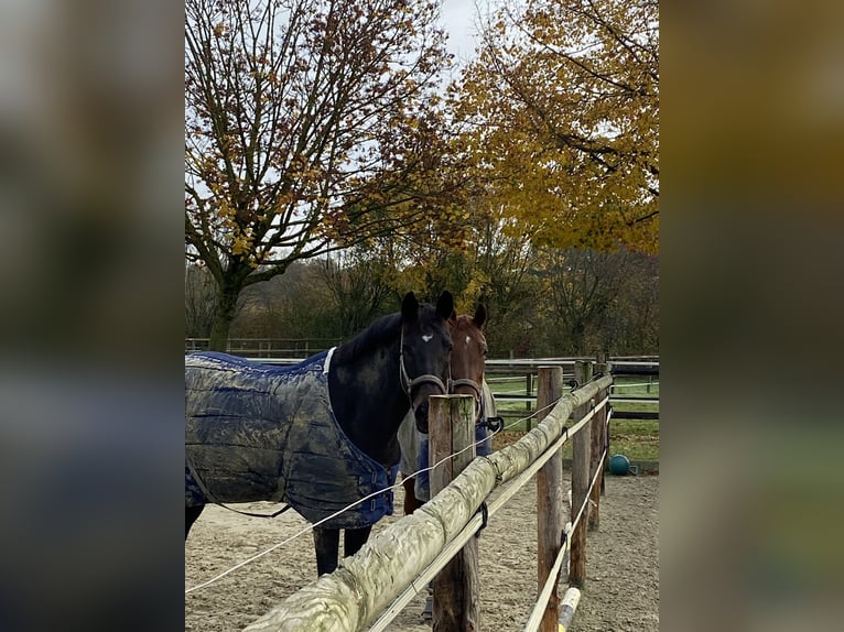 KWPN Merrie 10 Jaar 172 cm Donkerbruin in Datteln