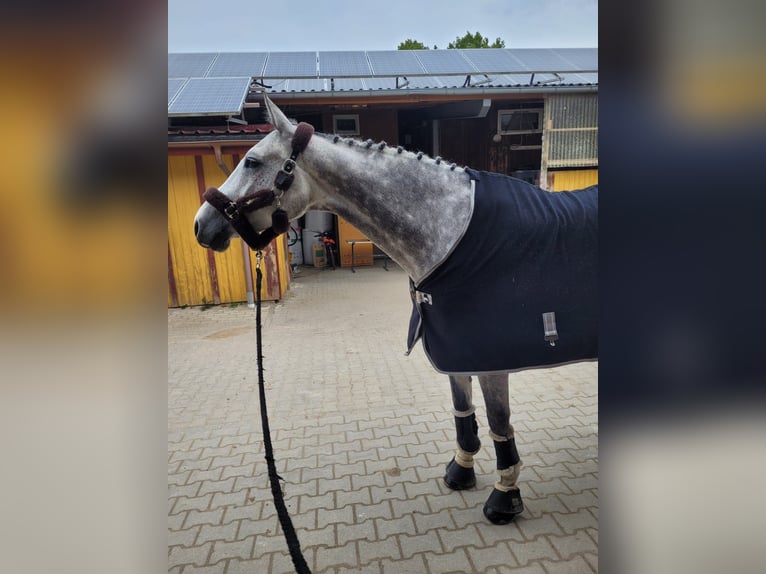 KWPN Merrie 10 Jaar 173 cm Appelschimmel in Neuenburg am Rhein