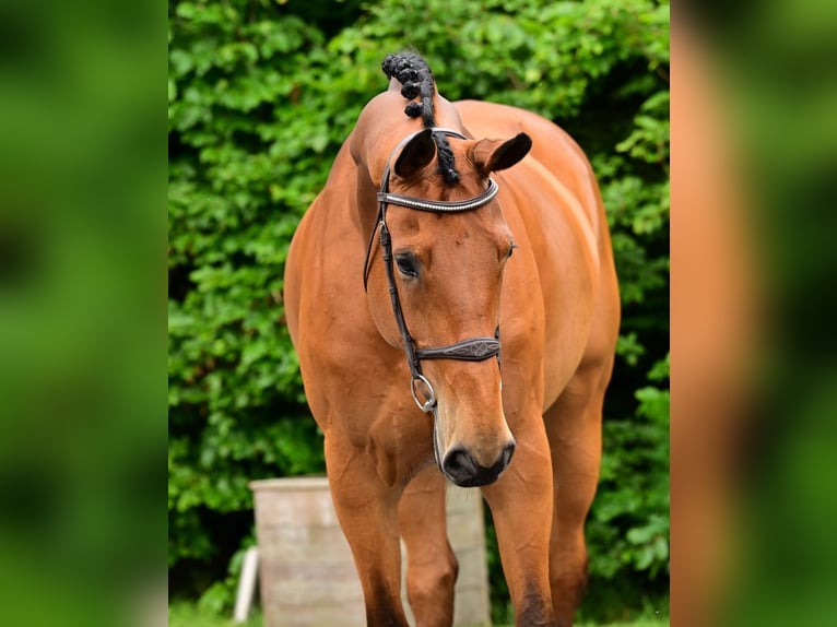 KWPN Merrie 10 Jaar 173 cm Bruin in Bladel