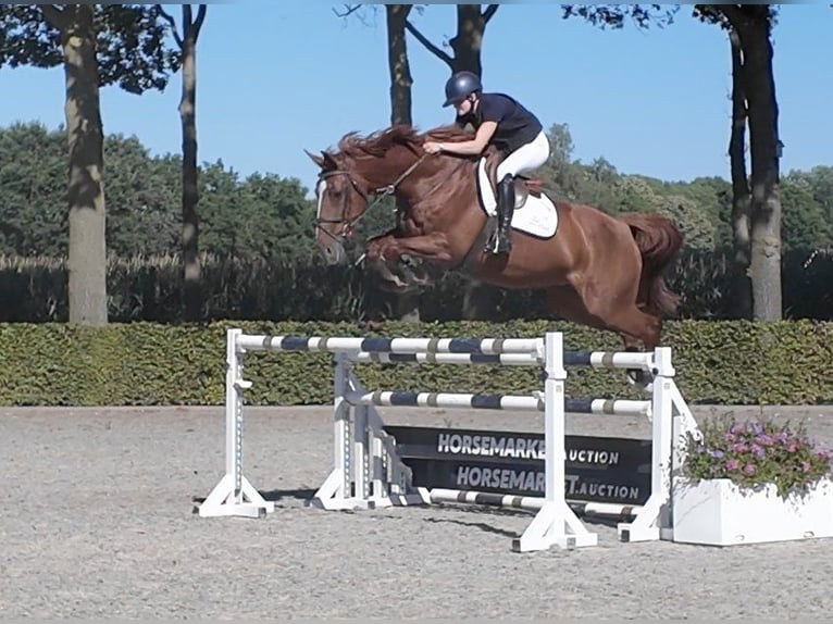 KWPN Merrie 10 Jaar 174 cm Vos in Waddinxveen
