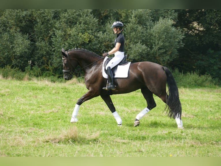 KWPN Merrie 10 Jaar 174 cm Zwart in Ganschow