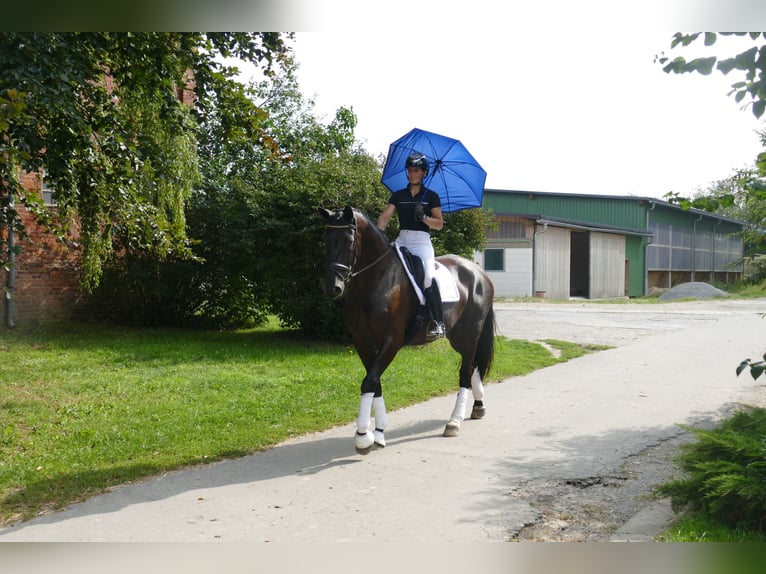 KWPN Merrie 10 Jaar 174 cm Zwart in Ganschow