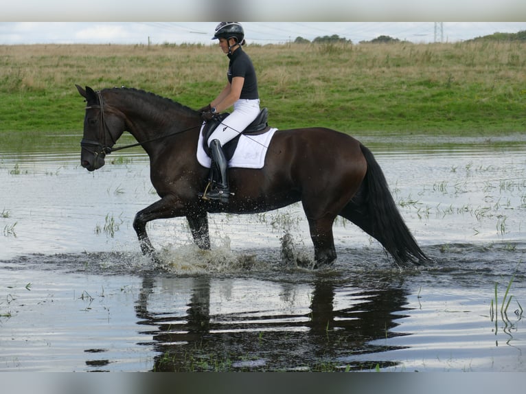 KWPN Merrie 10 Jaar 174 cm Zwart in Ganschow