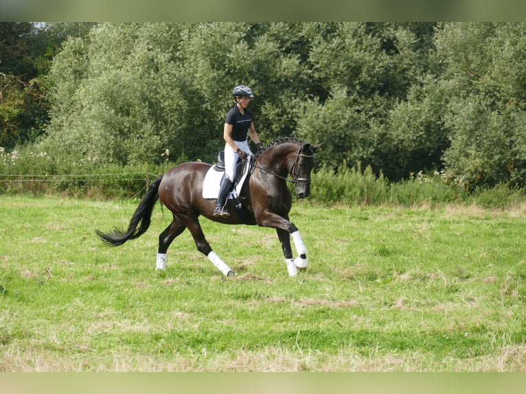 KWPN Merrie 10 Jaar 174 cm Zwart in Ganschow