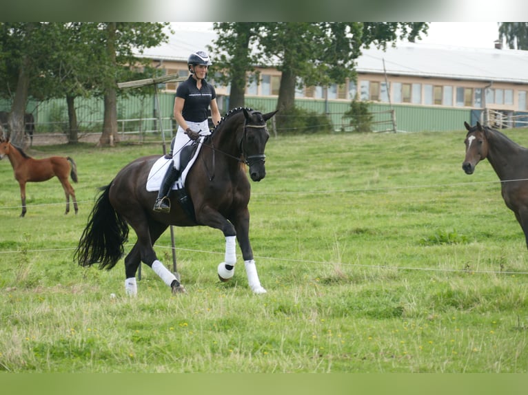 KWPN Merrie 10 Jaar 174 cm Zwart in Ganschow