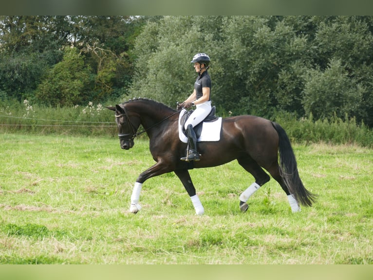 KWPN Merrie 10 Jaar 175 cm Zwart in Ganschow