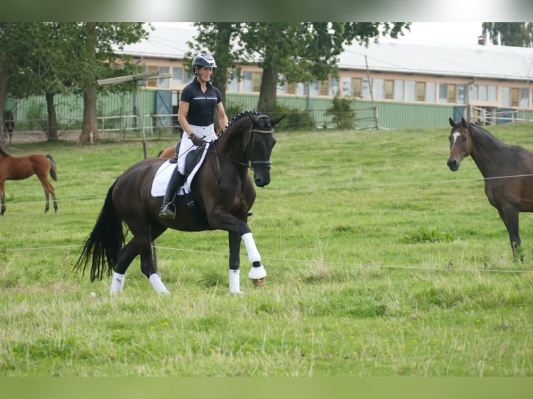 KWPN Merrie 10 Jaar 175 cm Zwart in Ganschow