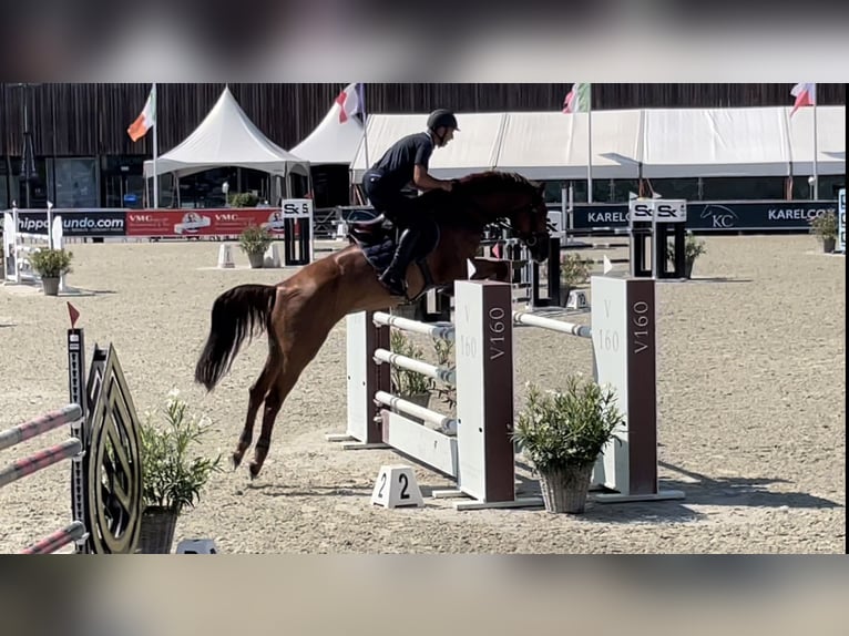 KWPN Merrie 10 Jaar 176 cm Vos in Peer