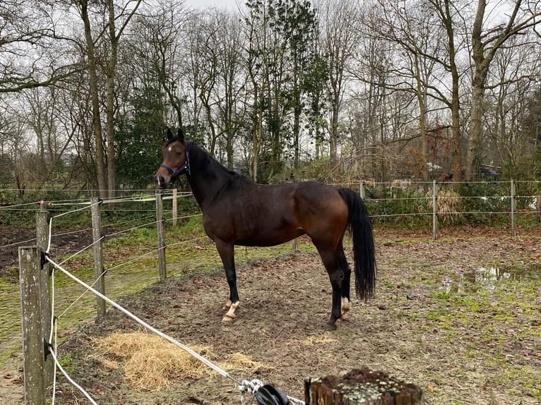 KWPN Merrie 10 Jaar Bruin in Kalmthout