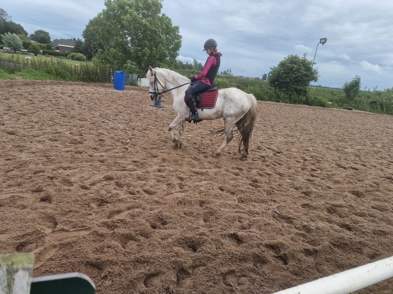 KWPN Merrie 11 Jaar 155 cm in Montfoort