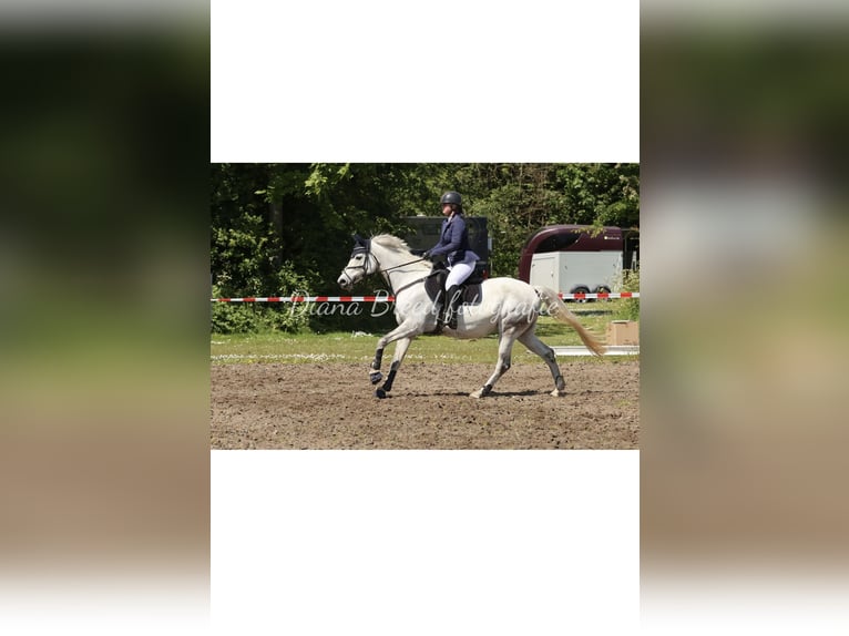 KWPN Merrie 11 Jaar 156 cm Schimmel in Julianadorp