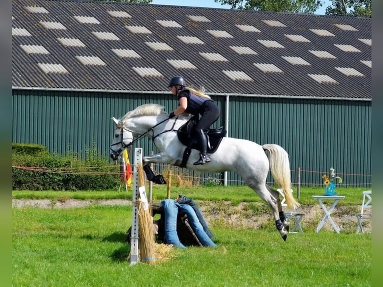 KWPN Merrie 11 Jaar 156 cm Schimmel in Julianadorp