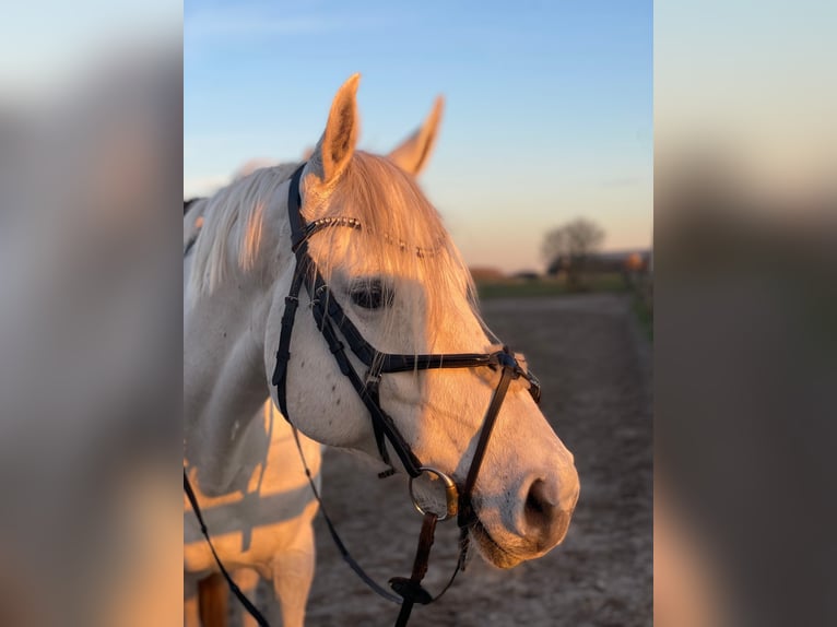 KWPN Merrie 11 Jaar 156 cm Schimmel in Julianadorp
