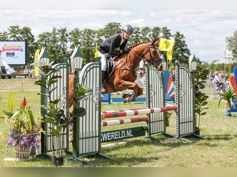 KWPN Merrie 11 Jaar 157 cm Vos in de Lutte