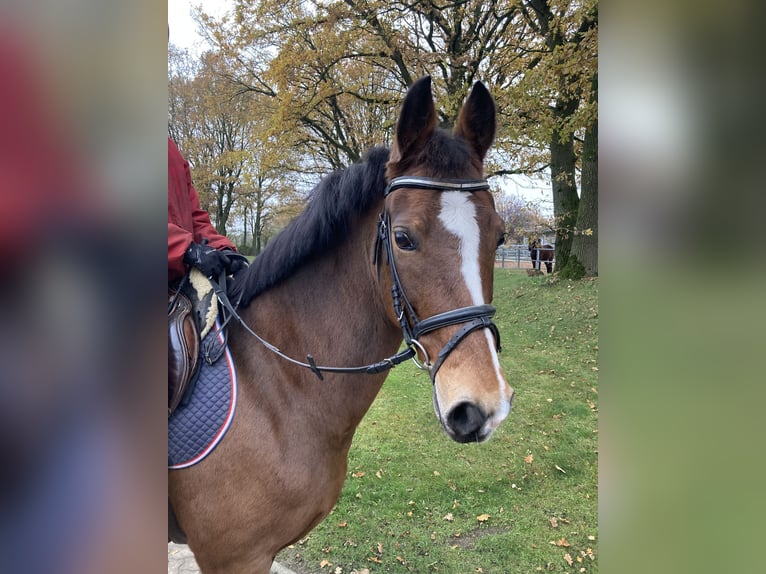 KWPN Merrie 11 Jaar 160 cm Donkerbruin in Negernbötel