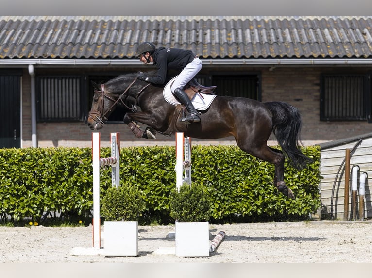 KWPN Merrie 11 Jaar 160 cm  in Waddinxveen