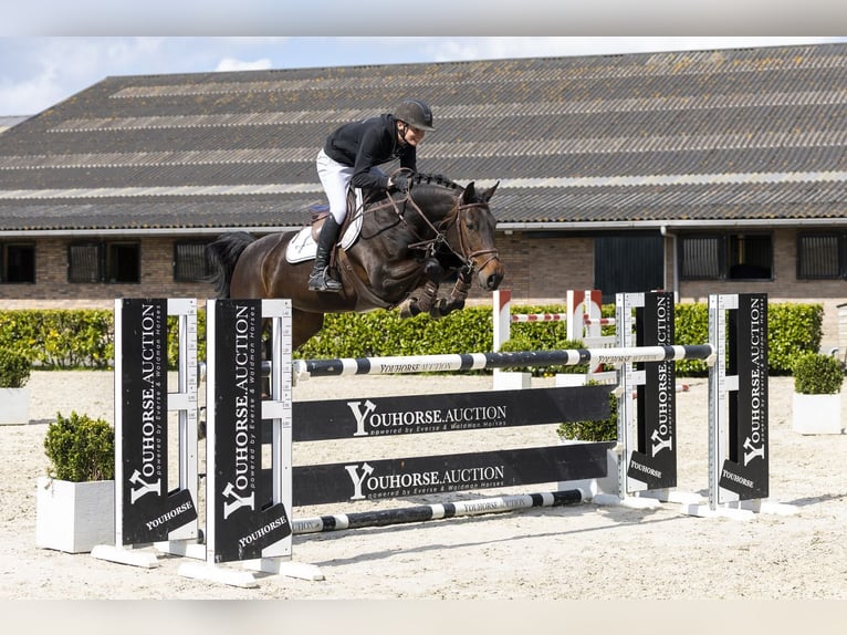 KWPN Merrie 11 Jaar 160 cm  in Waddinxveen