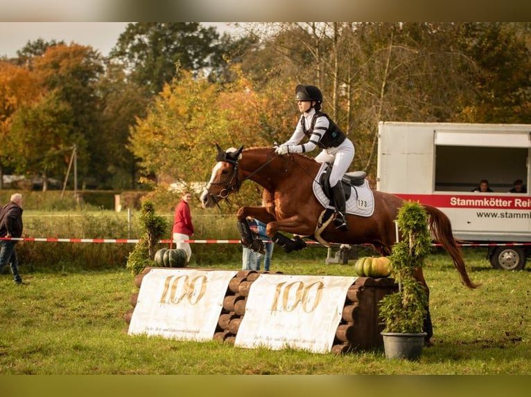 KWPN Merrie 11 Jaar 160 cm Vos in Soltau