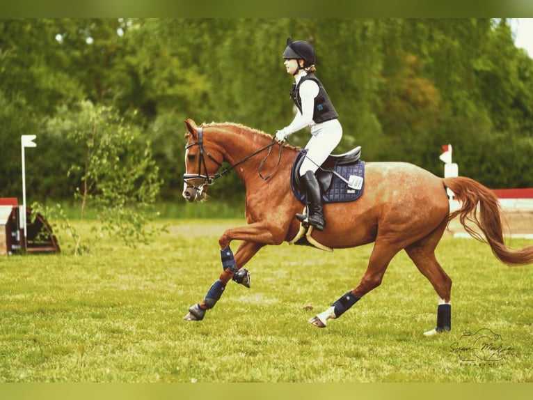 KWPN Merrie 11 Jaar 160 cm Vos in Soltau