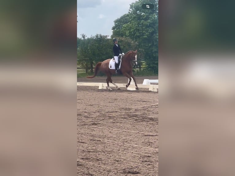 KWPN Merrie 11 Jaar 160 cm Vos in Soltau