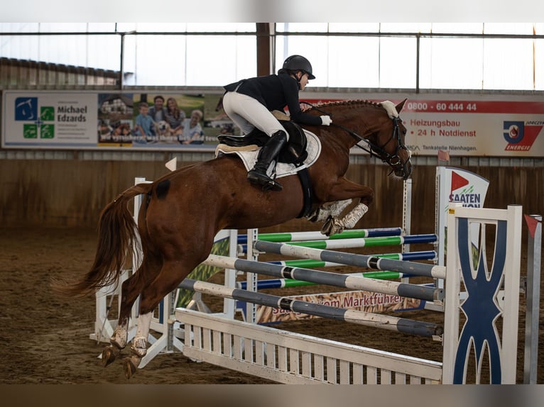 KWPN Merrie 11 Jaar 160 cm Vos in Soltau