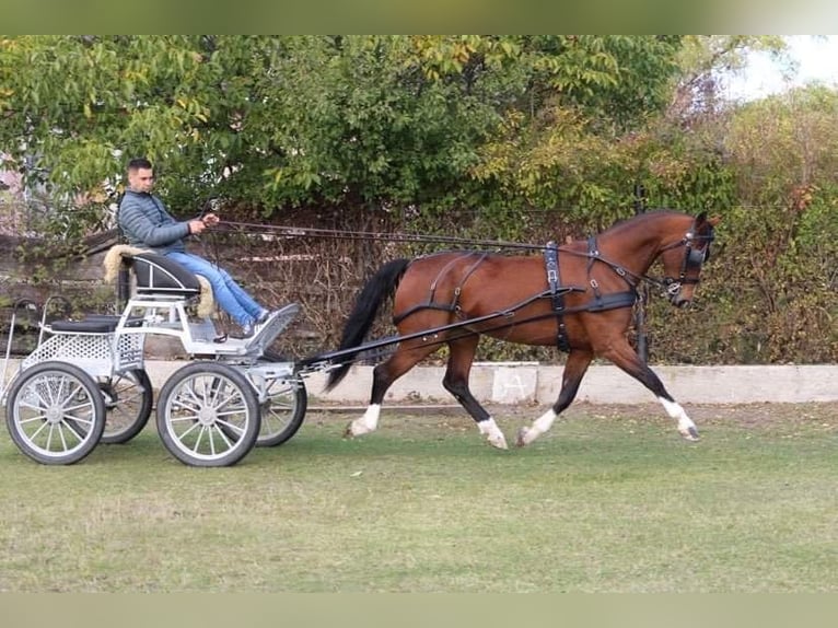 KWPN Merrie 11 Jaar 163 cm Bruin in Nagykáta