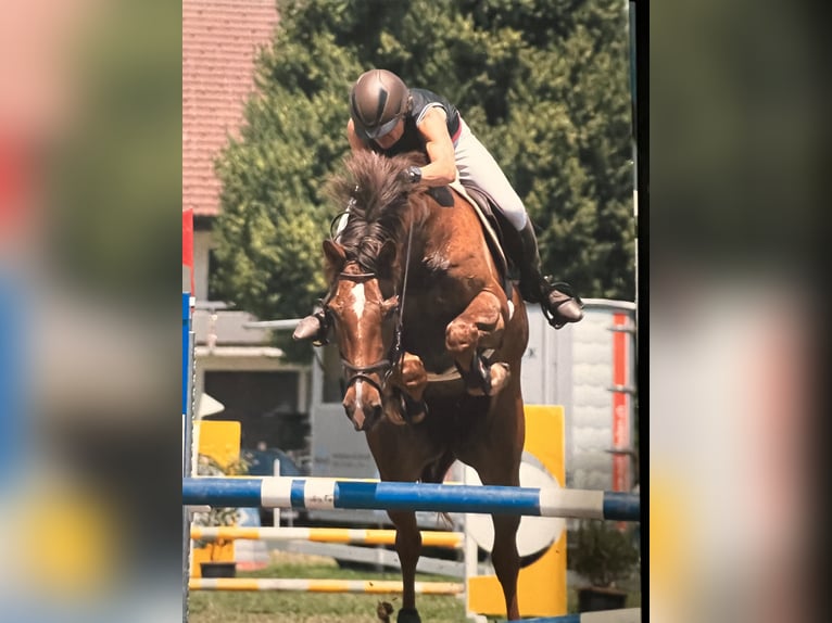 KWPN Merrie 11 Jaar 163 cm Donkere-vos in Belp