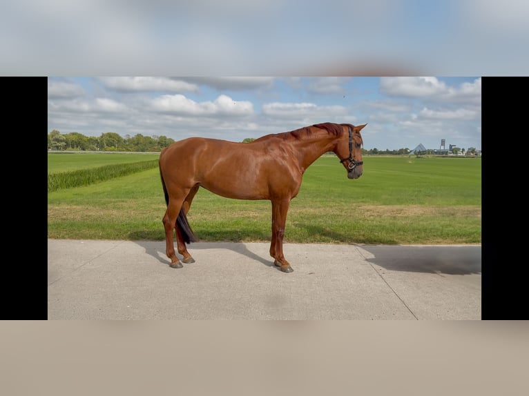 KWPN Merrie 11 Jaar 163 cm Donkere-vos in Leeuwarden