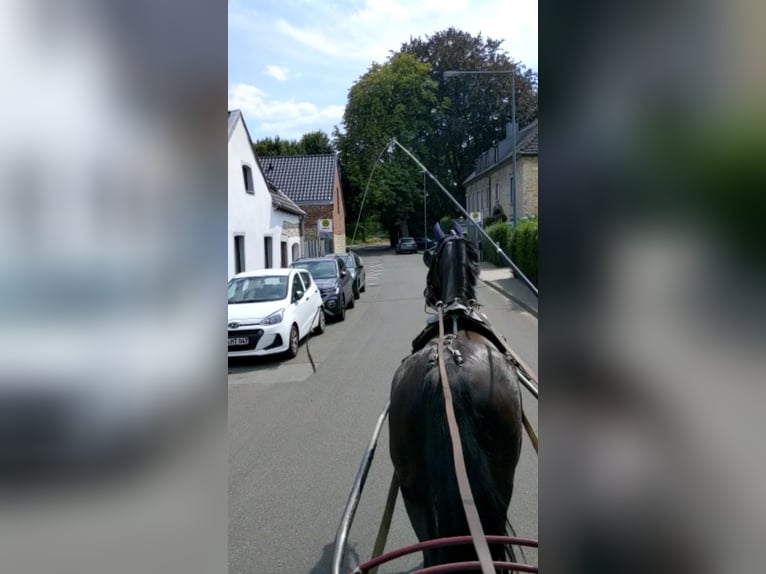 KWPN Merrie 11 Jaar 163 cm Zwart in Aachen