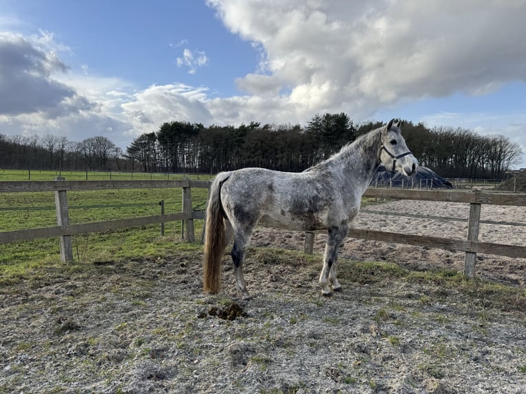 KWPN Merrie 11 Jaar 164 cm Blauwschimmel in Soerendonk