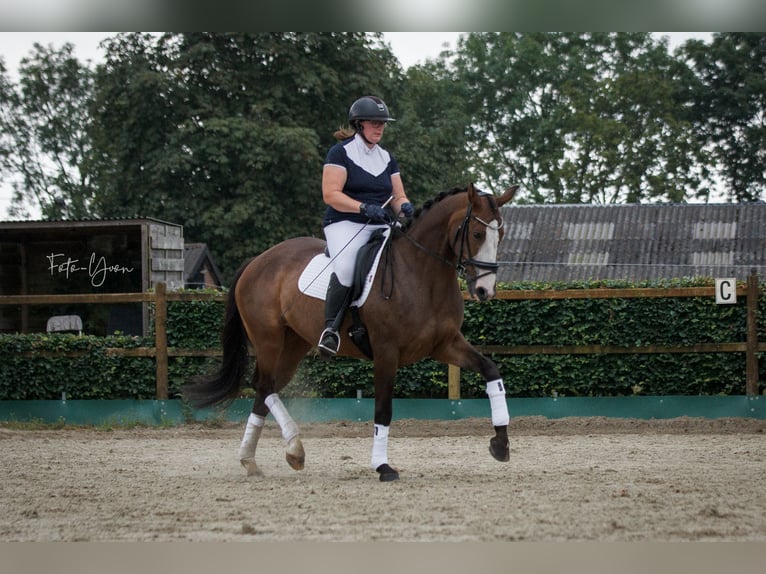 KWPN Merrie 11 Jaar 164 cm Donkerbruin in Sint-Oedenrode